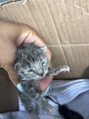 Shelter Stray Unknown Cat last seen Near NICOLE ST, East District,, 355 Hillshire Dr, Haslet, TX 76052, USA