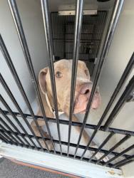 Shelter Stray Male Dog last seen Near Selig dr sw, Atlanta, GA, 1251 Fulton Industrial Blvd NW, Atlanta, GA 30336, USA