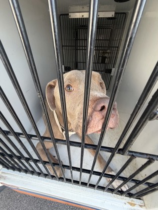 Shelter Stray Male Dog last seen Near Selig dr sw, Atlanta, GA, 1251 Fulton Industrial Blvd NW, Atlanta, GA 30336, USA