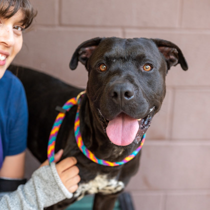 Shelter Stray Male Dog last seen Near Covington Hwy, 30058, GA, 3280 Chamblee Dunwoody Rd, Chamblee, GA 30341, USA
