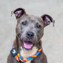 Shelter Stray Female Dog last seen , , GA, 3280 Chamblee Dunwoody Rd, Chamblee, GA 30341, USA