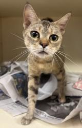Shelter Stray Female Cat last seen Near N Dekalb Dr, 30340, GA, 3280 Chamblee Dunwoody Rd, Chamblee, GA 30341, USA