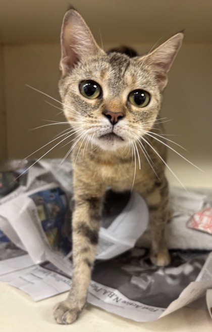 Shelter Stray Female Cat last seen Near N Dekalb Dr, 30340, GA, 3280 Chamblee Dunwoody Rd, Chamblee, GA 30341, USA
