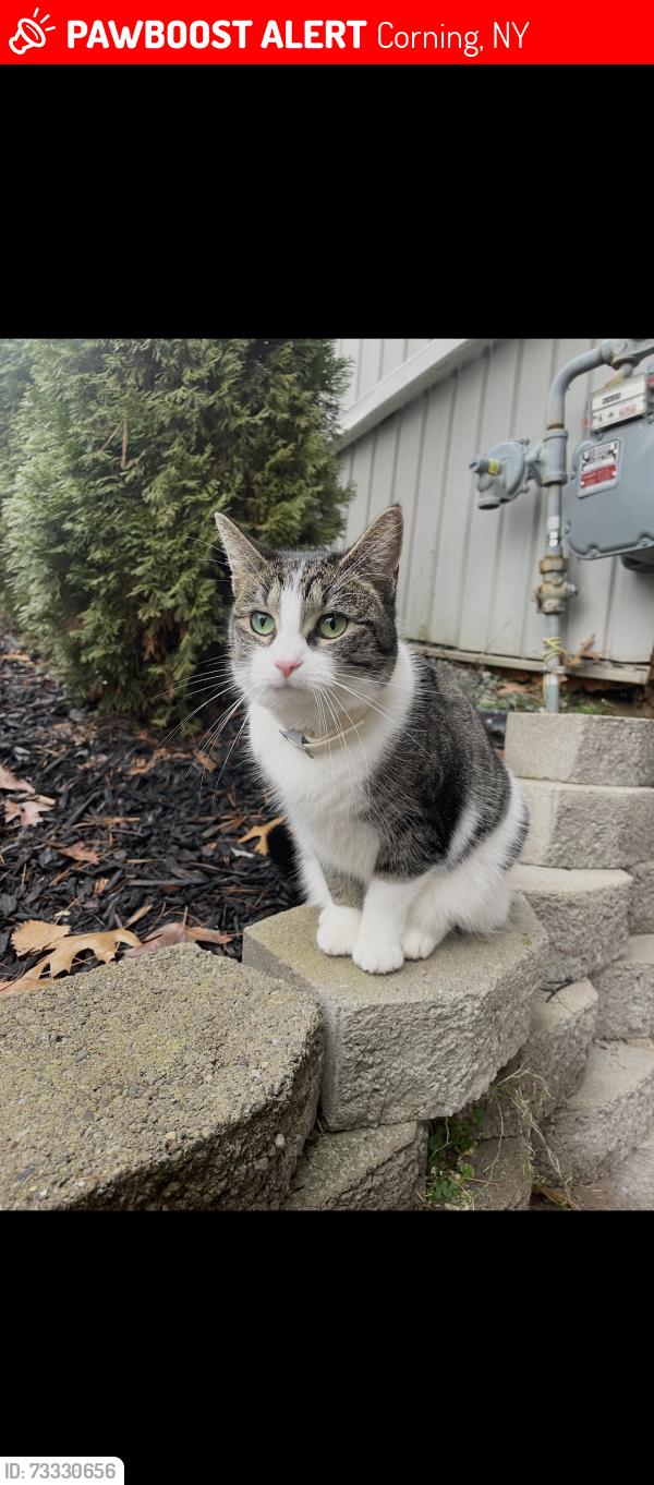 Lost Female Cat last seen davis road, Corning, NY 14830