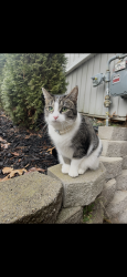 Lost Female Cat last seen davis road, Corning, NY 14830