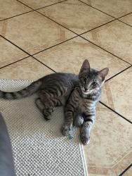 Lost Male Cat last seen Mora st, Santa Cruz, Santa Cruz, CA 95060