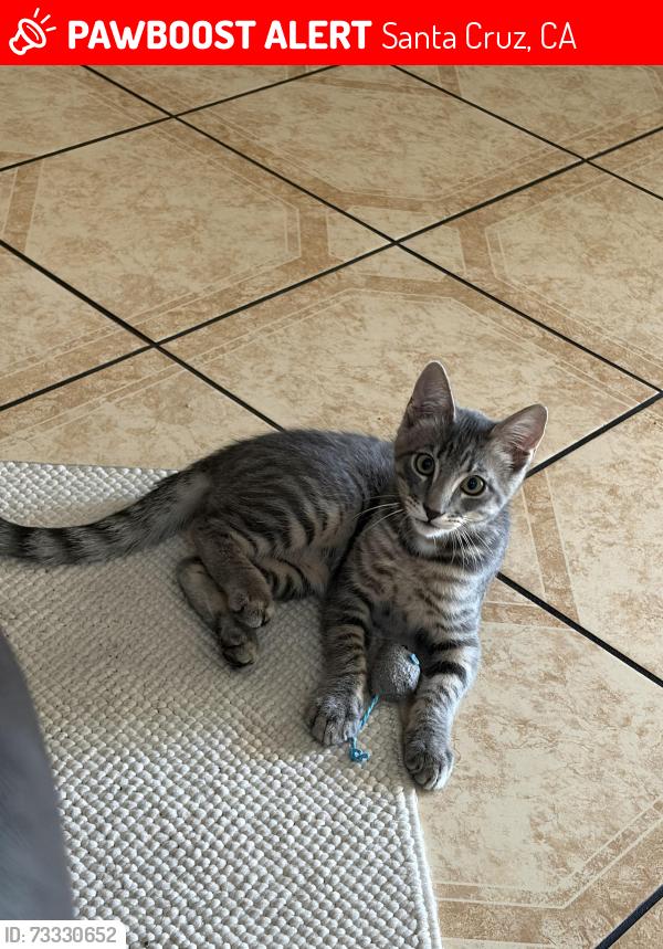 Lost Male Cat last seen Mora st, Santa Cruz, Santa Cruz, CA 95060