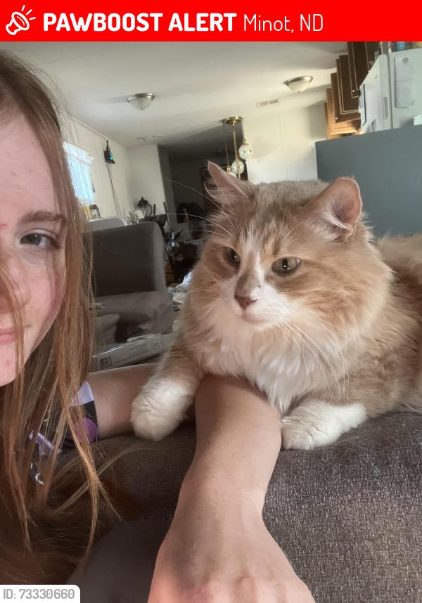 Lost Male Cat last seen nedrose highschool, Minot, ND 58701
