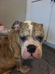 Found/Stray Female Dog last seen Near NE Lowry Ave, Minneapolis, MN 55418, Minneapolis, MN 55418