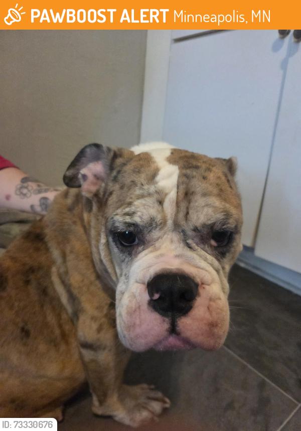 Found/Stray Female Dog last seen Near NE Lowry Ave, Minneapolis, MN 55418, Minneapolis, MN 55418