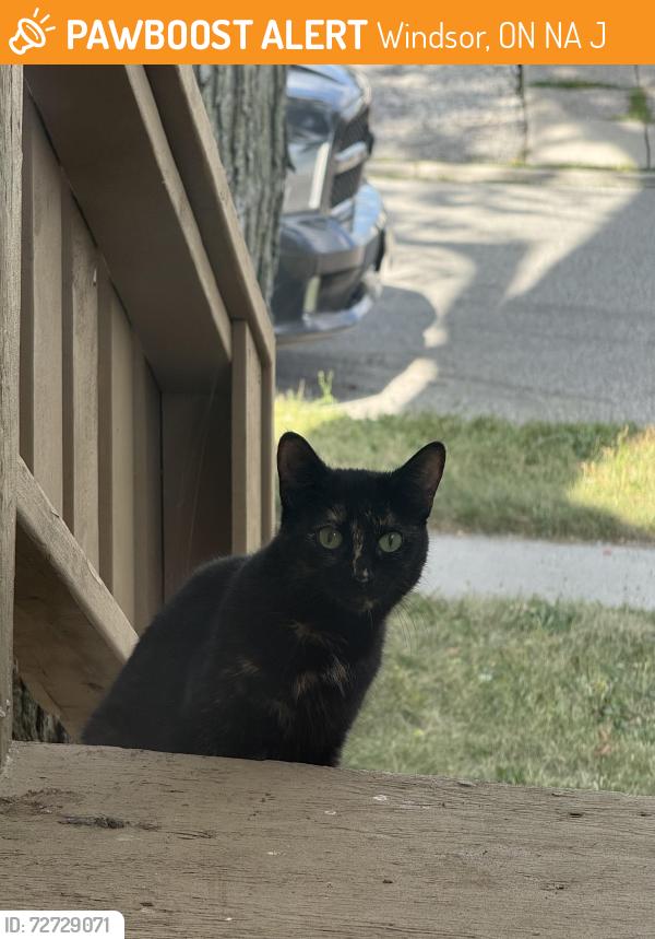Found/Stray Female Cat last seen Between University & Wyandotte, Windsor, ON N9A 5J3
