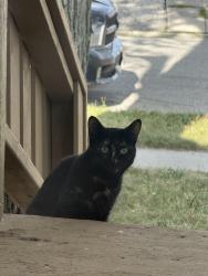 Found/Stray Female Cat last seen Between University & Wyandotte, Windsor, ON N9A 5J3