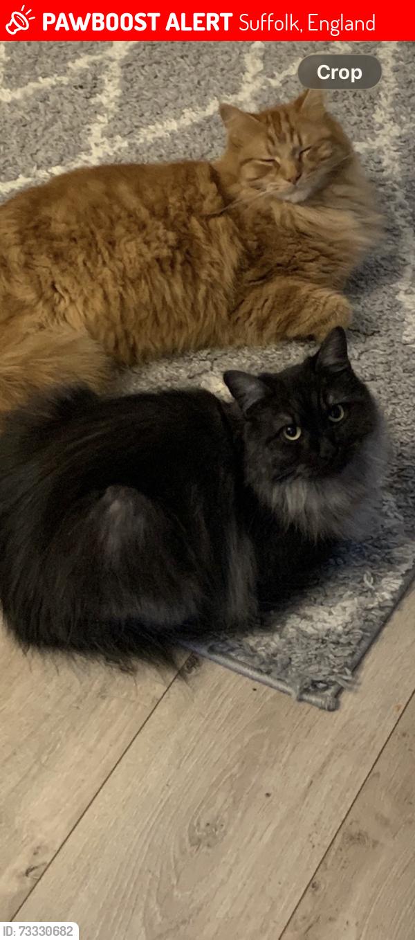 Lost Male Cat last seen Fountains close, Suffolk, England 