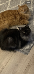 Lost Male Cat last seen Fountains close, Suffolk, England 