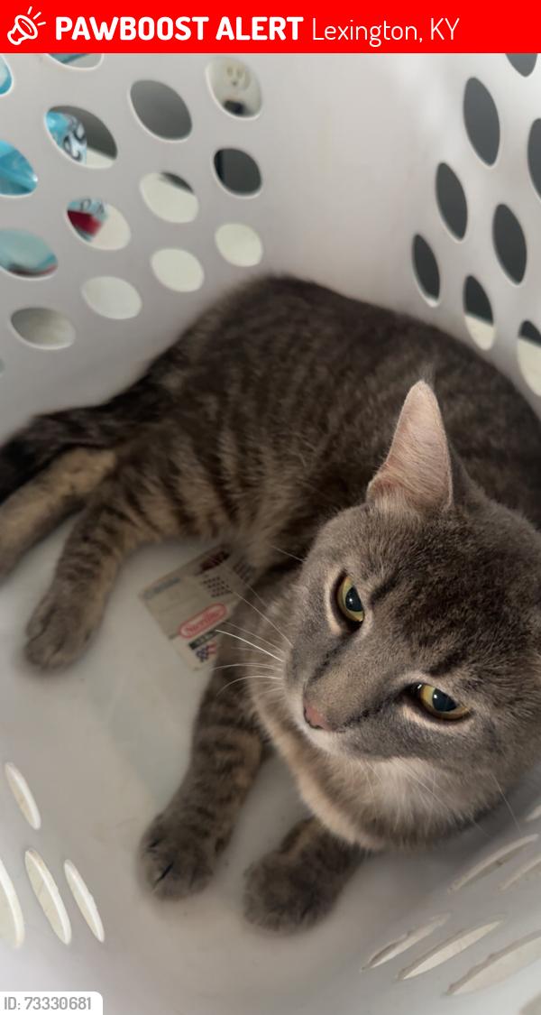Lost Male Cat last seen near caseys, Lexington, KY 40511