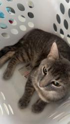 Lost Male Cat last seen near caseys, Lexington, KY 40511