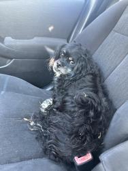 Found/Stray Male Dog last seen Appalachee, Barrow County, GA 30620