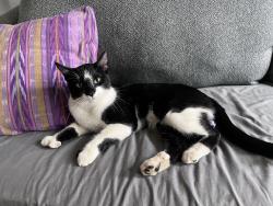 Found/Stray Male Cat last seen Auburn Ravine Dog Park, Lincoln, CA 95648