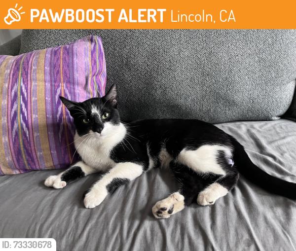 Found/Stray Male Cat last seen Auburn Ravine Dog Park, Lincoln, CA 95648