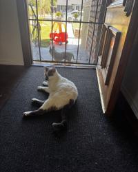 Reunited Male Cat last seen Standwood, Hayward, CA 94544
