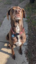 Reunited Male Dog last seen Jager snapped his harness and bolted after a squirrel on our walk on Memory Lane Path this morning. He bolted into the woods behind hses around 10:15., Crystal, MN 55428