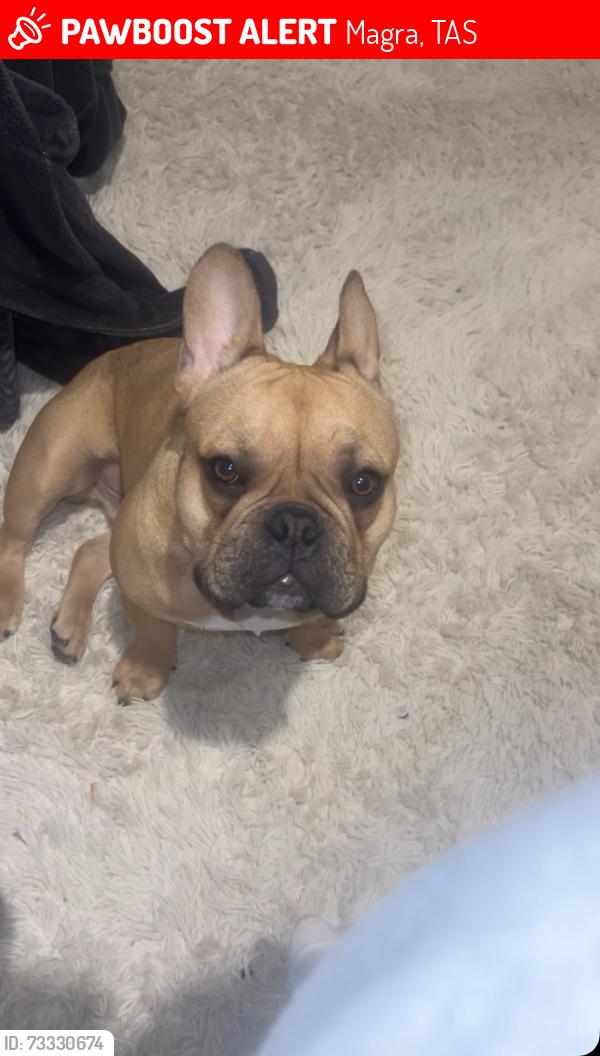 Lost Male Dog last seen Anywhere in Magra or made his way to new Norfolk., Magra, TAS 7140