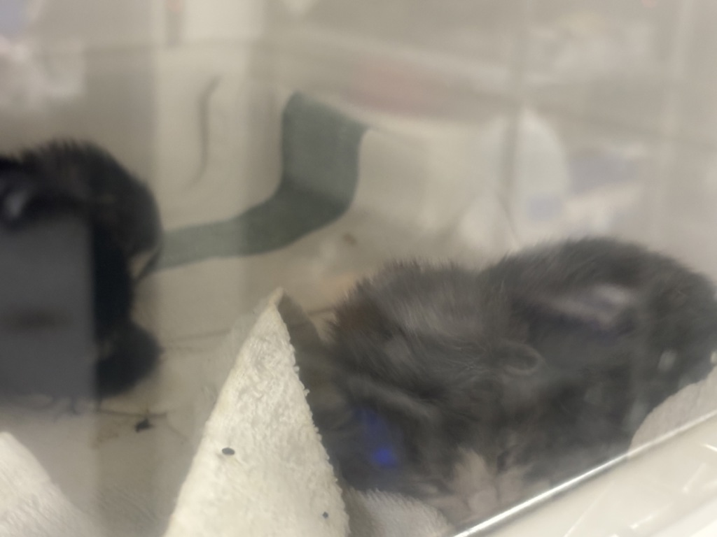 Shelter Stray Female Cat last seen Near Eastchester Road, BRONX, NY, 10461, 326 E 110th St, New York, NY 10029, USA