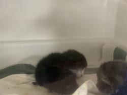 Shelter Stray Female Cat last seen Near Eastchester Road, BRONX, NY, 10461, 326 E 110th St, New York, NY 10029, USA