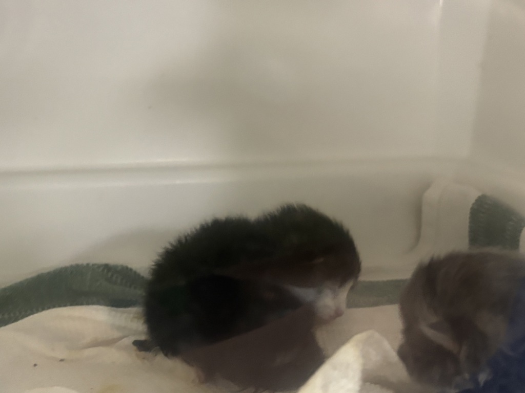 Shelter Stray Female Cat last seen Near Eastchester Road, BRONX, NY, 10461, 326 E 110th St, New York, NY 10029, USA