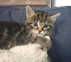 Shelter Stray Female Cat last seen Near W Melville Street, Magna Township, UT, 84044, 511 W 3900 S, Salt Lake City, UT 84123, USA