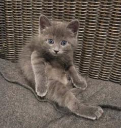 Shelter Stray Female Cat last seen Near W Melville Street, Magna Township, UT, 84044, 511 W 3900 S, Salt Lake City, UT 84123, USA