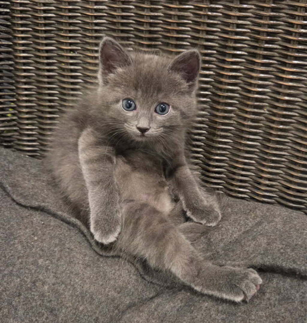Shelter Stray Female Cat last seen Near W Melville Street, Magna Township, UT, 84044, 511 W 3900 S, Salt Lake City, UT 84123, USA