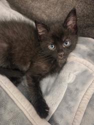 Shelter Stray Male Cat last seen Near W Melville Street, Magna Township, UT, 84044, 511 W 3900 S, Salt Lake City, UT 84123, USA