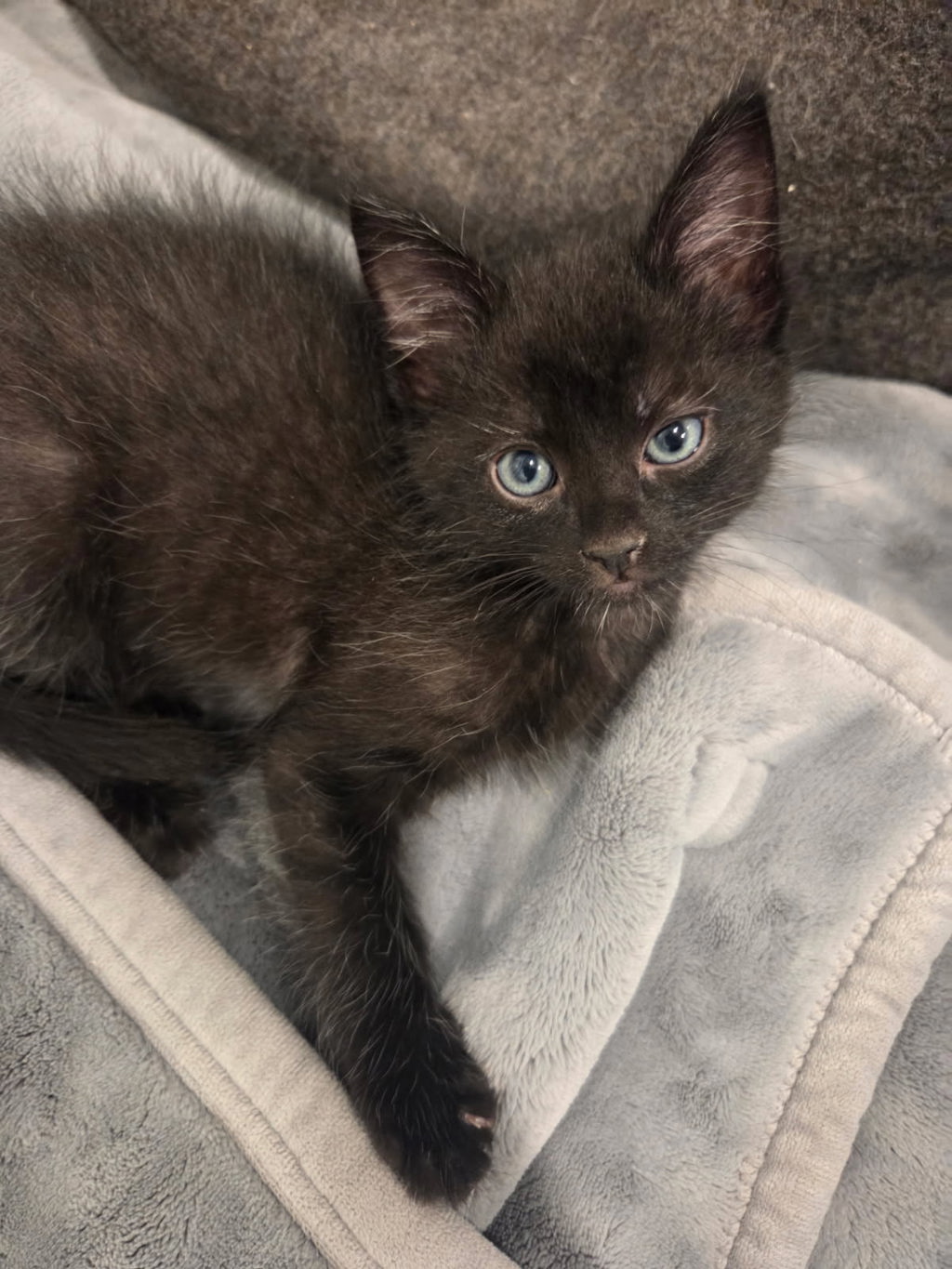 Shelter Stray Male Cat last seen Near W Melville Street, Magna Township, UT, 84044, 511 W 3900 S, Salt Lake City, UT 84123, USA