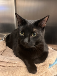 Shelter Stray Female Cat last seen Near Second Avenue, Manhattan, NY, 10065, 326 E 110th St, New York, NY 10029, USA