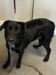 Shelter Stray Female Dog last seen Near E 100 S, SALT LAKE CITY, UT, 84102, 511 W 3900 S, Salt Lake City, UT 84123, USA