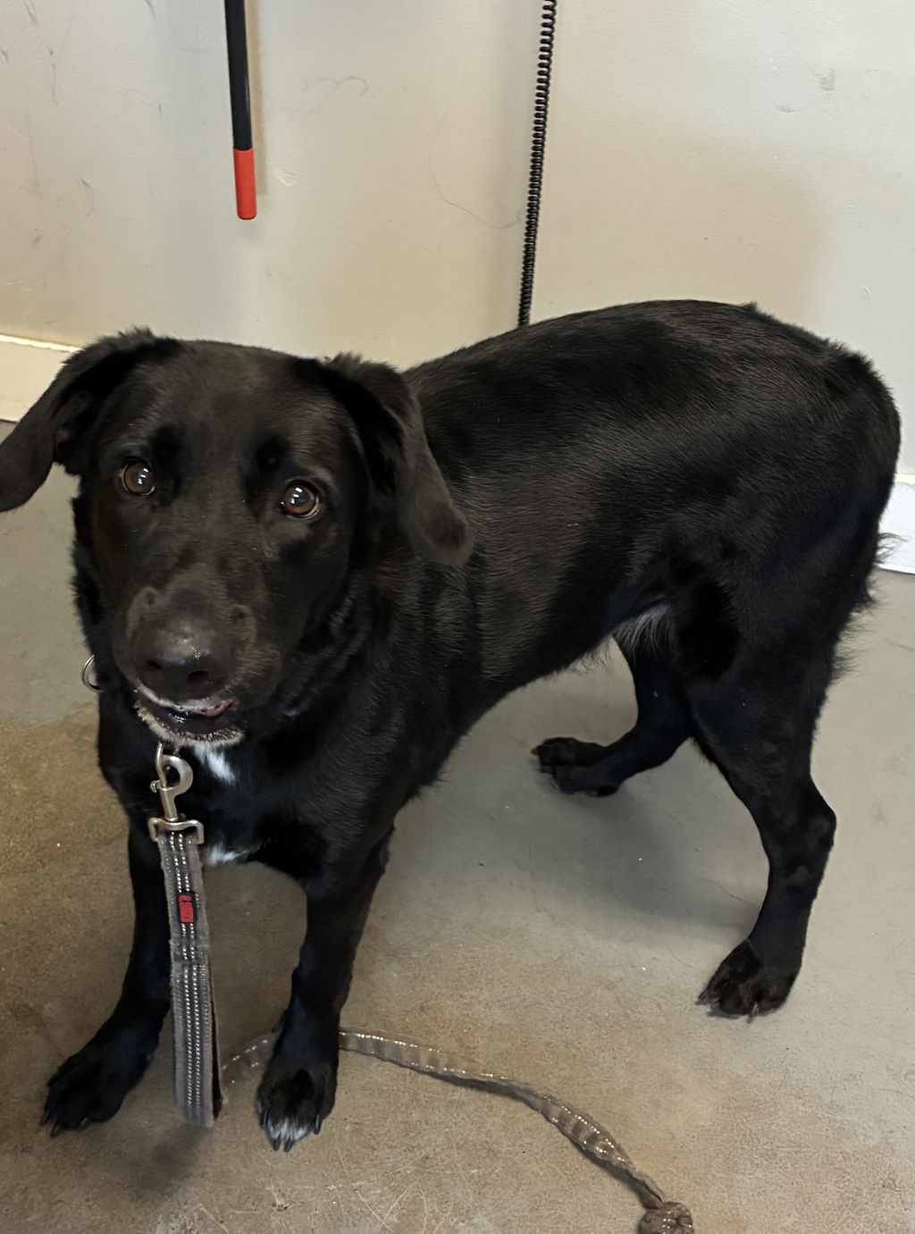 Shelter Stray Female Dog last seen Near E 100 S, SALT LAKE CITY, UT, 84102, 511 W 3900 S, Salt Lake City, UT 84123, USA