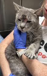 Shelter Stray Male Cat last seen Near Kent Avenue, BROOKLYN, NY, 11249, 326 E 110th St, New York, NY 10029, USA