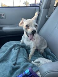 Found/Stray Female Dog last seen 59th Ave and Bell Rd, Glendale, AZ 85308