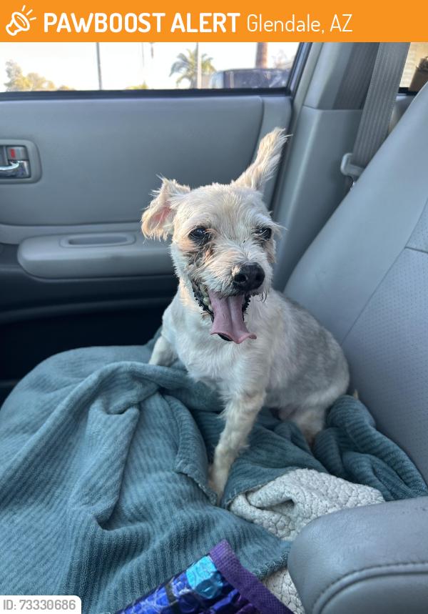 Found/Stray Female Dog last seen 59th Ave and Bell Rd, Glendale, AZ 85308