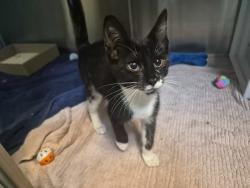 Shelter Stray Male Cat last seen Targee Street, STATEN ISLAND, NY, 10304, 3139 Veterans Rd W, Staten Island, NY 10309, USA