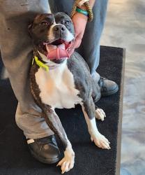 Shelter Stray Female Dog last seen telegraph and dixie, PONTIAC, MI, 48341, 1200 N Telegraph Building 42E, Pontiac, MI 48340, USA
