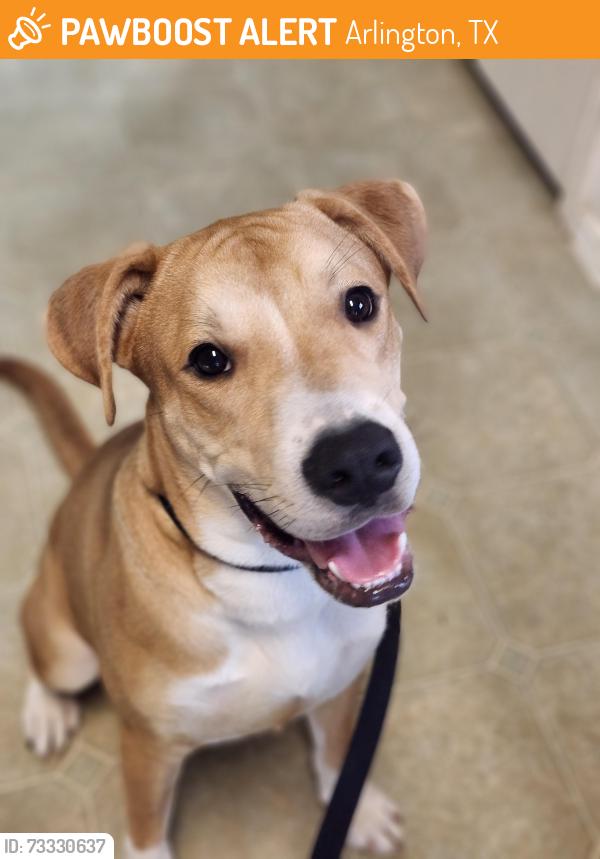 Found/Stray Male Dog last seen Jasper, Arlington TX, Arlington, TX 76060