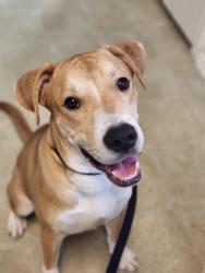 Found/Stray Male Dog last seen Jasper, Arlington TX, Arlington, TX 76060