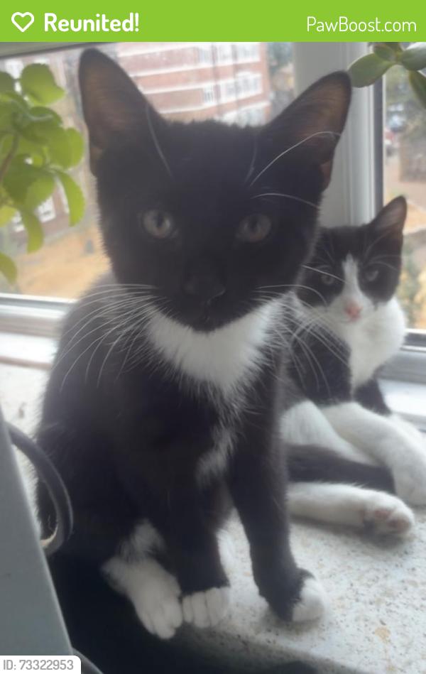 Reunited Male Cat last seen Stansfeld hse, Greater London, England SE1 5PN