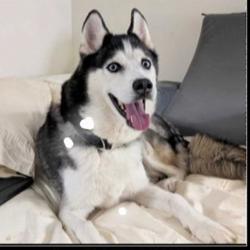 Found/Stray Unknown Dog last seen Wilkinson blvd & Westerly Hills, Charlotte, NC 28208
