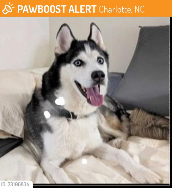 Found/Stray Unknown Dog last seen Wilkinson blvd & Westerly Hills, Charlotte, NC 28208