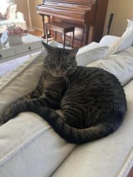 Lost Male Cat last seen S Sheppard pl, Kennewick, WA 99338