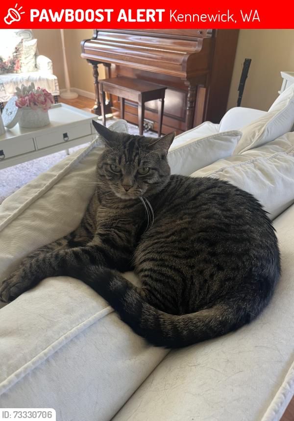 Lost Male Cat last seen S Sheppard pl, Kennewick, WA 99338