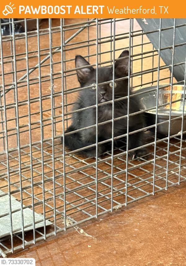 Found/Stray Unknown Cat last seen Tin Top Rd, Weatherford, TX 76086